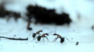 Karıncalar yön bulmak için güneşin konumunu kullanıyor