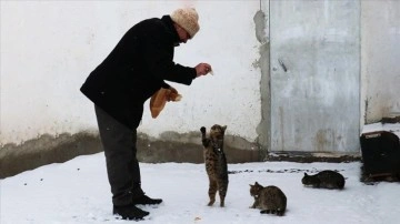 Karla kaplı mahallelere ekmek götüren fırıncı kedileri de unutmuyor