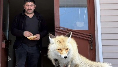 Karla m&uuml;cadele ekipleri zorlu kış koşullarında a&ccedil; kalan tilkileri besliyor