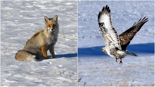 Karlı doğada kızıl tilki ile nadir g&ouml;r&uuml;len pa&ccedil;alı şahin g&ouml;r&uuml;nt&uuml;lendi