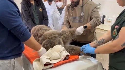 Kars'ta bitkin bulunan yaralı bozayının tedavisi sürüyor