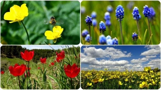 Kars'ta doğa, yağmurların ardından açan rengarenk çiçeklerle kaplandı