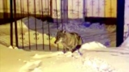 Kars'ta kar yağışı ve soğuk hava yüzünden aç kalan kurt ilçe merkezine indi