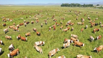 Kars'ta kayıtlı mera alanı 418 bin hektara y&uuml;kseldi