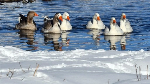 Kars'ta kazlar buz tutmayan derelerde y&uuml;zd&uuml;
