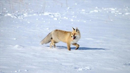 Kars'ta kızıl tilkiler karla kaplı arazide g&ouml;r&uuml;nt&uuml;lendi