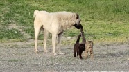 Kars&#039;ta köpek ile iki kedinin dostluğu şaşırtıyor
