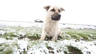 Kars'ta Mayıs ayında kar etkili oldu