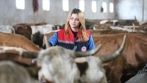 Kars'ta septisemi aşısıyla buzağı kayıplarının &ouml;n&uuml;ne ge&ccedil;ilmesi hedefleniyor