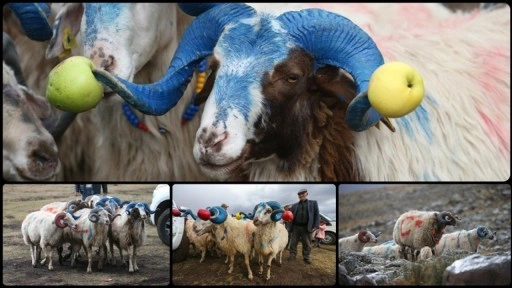 Kars'ta süslenen koçlar 'çoban bayramı'yla sürüye katılıyor