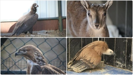 Kars'taki merkezde 10 yılda 4 bin 500 yaban hayvanı tedavi edildi