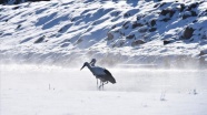 Kars'tan göç etmeyen leyleklerin kaplıca keyfi