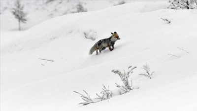 Kars ve Ardahan'da ilkbaharda kar etkili oldu