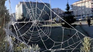 Kars ve Ardahan'da bitkiler kırağıyla kaplandı, araç camları buz tuttu