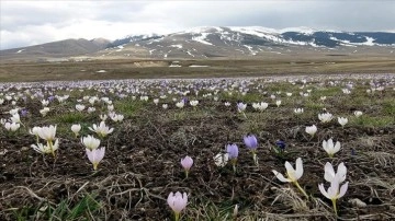 Kars'ta "baharın müjdecisi" kardelenler ve çiğdemler açmaya başladı