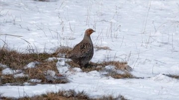 Kars'ta çil keklikler karlı arazide yiyecek ararken görüntülendi
