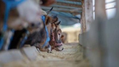 Kasaplardan kurbanlık se&ccedil;imi ve etin korunmasına y&ouml;nelik uyarı