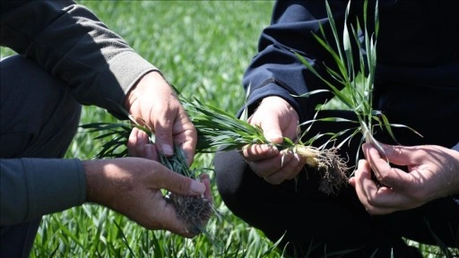 Kasımda yağışlar azaldı, bitki gelişimi i&ccedil;in g&ouml;zler gelecek d&ouml;neme odaklandı