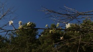 Kastamonu&#039;da meyve ağaçları kış ayında çiçek açtı
