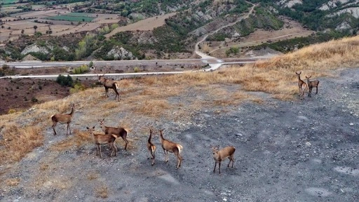Kastamonu'da sürü halinde gezen kızıl geyikler doğal ortamında görüntülendi