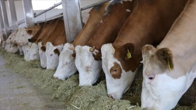 Kastamonu'ya 784 milyon liralık besi organize tarım b&ouml;lgesi yatırımı