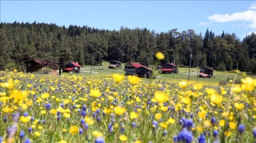 Kastamonu yaylaları baharın tüm güzelliklerini sergiliyor