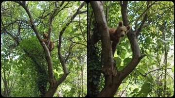 Kastamonu'da ağaca çıkan ayı cep telefonu kamerasıyla görüntülendi