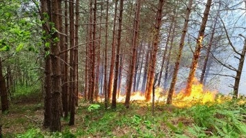 Kastamonu'da çıkan orman yangını kontrol altına alınmaya çalışılıyor