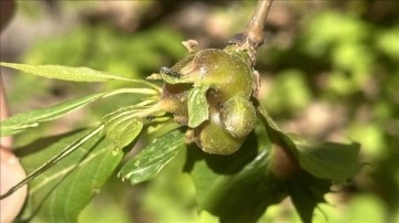 Kastamonu'da kestane gal arısıyla biyolojik mücadeleye başlandı