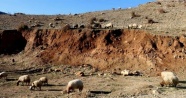 Kaybolan sürüye kurt saldırdı: 51 koyun telef oldu