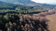 Kayın ormanını tırtıl istilasından 'bacillus' kurtaracak