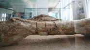 Kayseri&#039;de at, zürafa ve gergedan fosilleri bulundu