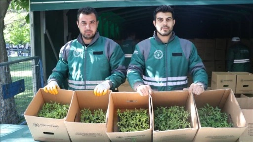 Kayseri'de üreticilere 550 bin organik domates fidesi dağıtıldı
