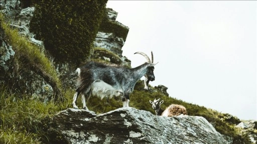 Kayseri'de yaban keçisi avlayan kişiye 953 bin 82 lira ceza uygulandı