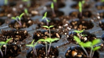 Kayseri Üniversitesi genetiği değiştirilmemiş tohumları çiftçilere dağıtıyor