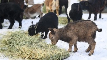 Kayseri'de hayvanat bahçesinin sakinlerine kış aylarına özel bakım yapılıyor