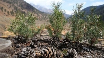 Kayseri'de yanan 14 hektar ormanlık alan atılan tohumlarla yeniden yeşeriyor