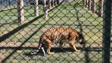 Kayseri'deki hayvanat bahçesinde engelli kaplan "Umay"a özenle bakılıyor