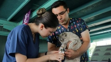 Kayseri'deki "Kedi Kasabası"nda kedilere haftanın iki günü özel bakım yapılıyor