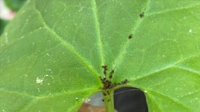 Kaz Dağları'nda yeni bir b&ouml;cek t&uuml;r&uuml; keşfedildi