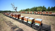 Kazdağları'nın rüzgarında uçan arıların balları 5 ülkeye ihraç ediliyor