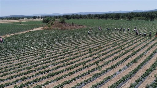 Kazdağları'nın suyuyla beslenen tarlalarda yetiştirilen çilek yüzlerce ailenin geçim kaynağı ol