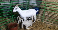 Keçiler kuzulara annelik yapıyor