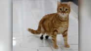 Kedi Pika, protezine özel yeni ayakkabılarıyla yürüyor