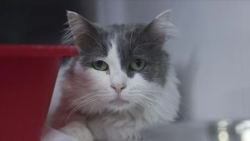 Kedilerin stresini kliniğine aldığı piyanoyla azaltıyor