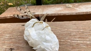 Kemer'de izinsiz böcek yakalayan yabancı uyruklu kişiye 387 bin lira ceza