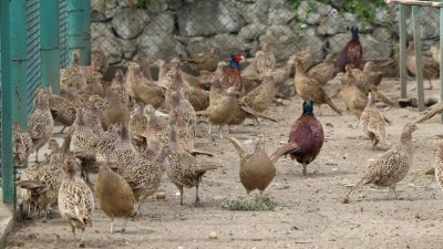 Kene ve kahverengi kokarca tehdidine karşı keklik ve s&uuml;l&uuml;n ordusu hazır