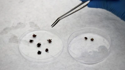 Kenelere karşı "dikkatli olunması ancak panik yapılmaması" uyarısı