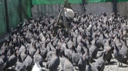 'Kenesavar' tavuklar Yozgat'ta üretiliyor