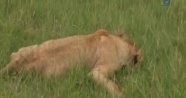 Kenya’da köylüler koruma altındaki aslanları zehirledi